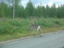 Ounaskoski Camping